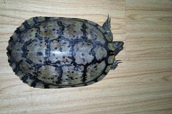 烏龜為什么老是往外爬 烏龜能在水里呆多久