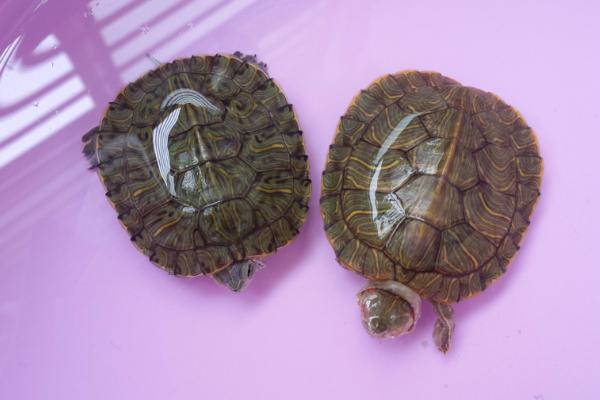 烏龜為什么老是往外爬 烏龜能在水里呆多久