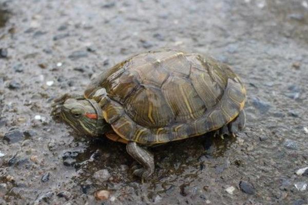 小烏龜多久喂一次食 小烏龜吃米飯嗎