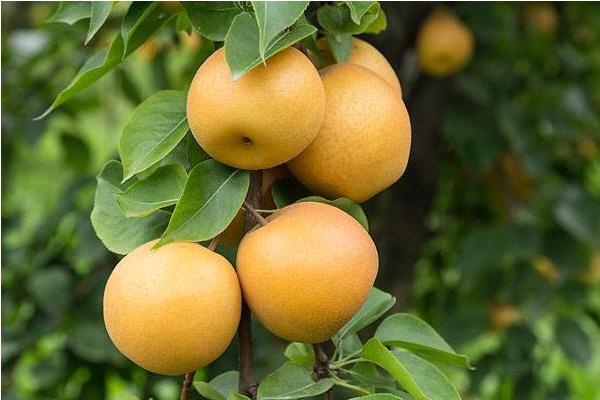 鴨梨市場價格多少錢一斤 鴨梨煮水喝有什么功效