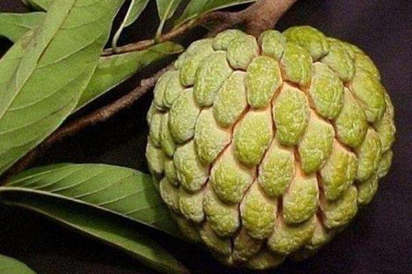 釋迦果的功效與作用及禁忌 釋迦果藥用價值