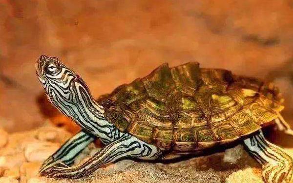 地圖龜市場價格多少錢一只 地圖龜為什么是哈士奇