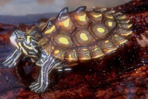 地圖龜市場價格多少錢一只 地圖龜為什么是哈士奇