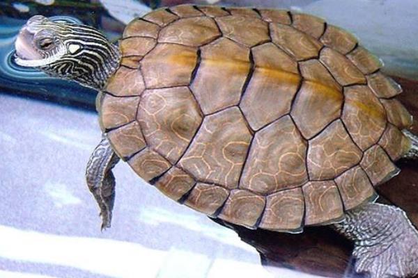 地圖龜市場價格多少錢一只 地圖龜為什么是哈士奇