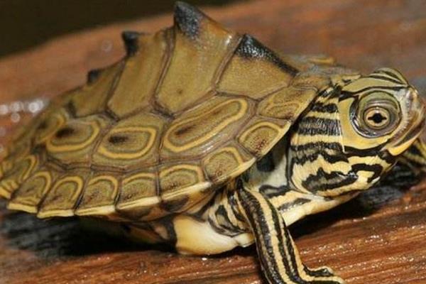 地圖龜市場價格多少錢一只 地圖龜為什么是哈士奇