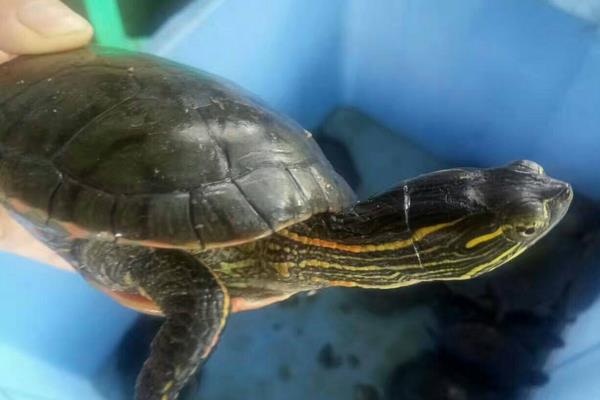 地圖龜市場價格多少錢一只 地圖龜為什么是哈士奇