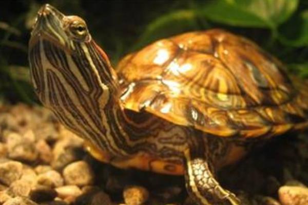 地圖龜市場價格多少錢一只 地圖龜為什么是哈士奇