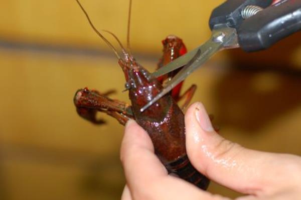 小龍蝦怎么清洗干凈 自己在家怎么做小龍蝦