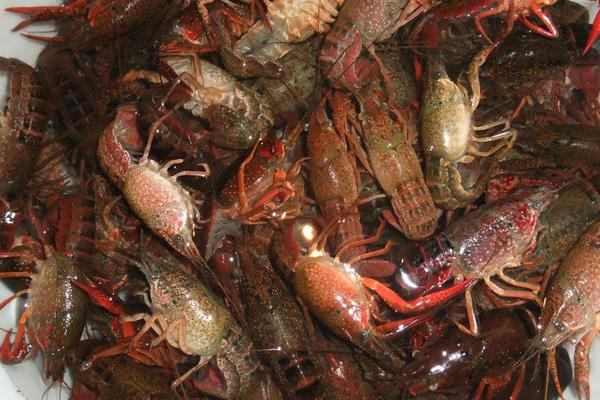 小龍蝦怎么清洗干凈 自己在家怎么做小龍蝦