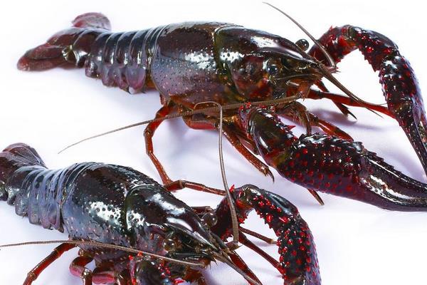 小龍蝦市場價格多少錢一斤 一斤小龍蝦大概多少只