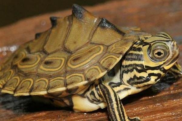 地圖龜好養嗎 地圖龜可以深水養嗎