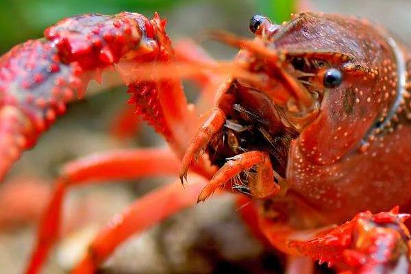 養蝦賺錢嗎 養蝦的利潤與成本分析