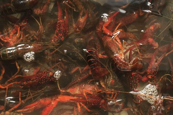 養蝦賺錢嗎 養蝦的利潤與成本分析