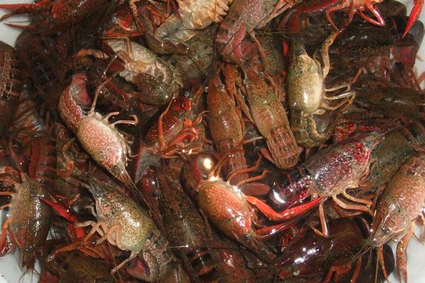 養蝦賺錢嗎 養蝦的利潤與成本分析