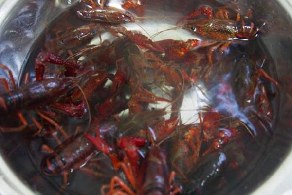 養蝦賺錢嗎 養蝦的利潤與成本分析