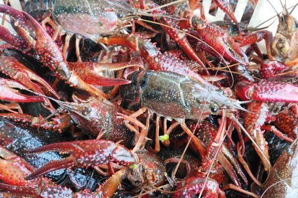 養蝦賺錢嗎 養蝦的利潤與成本分析