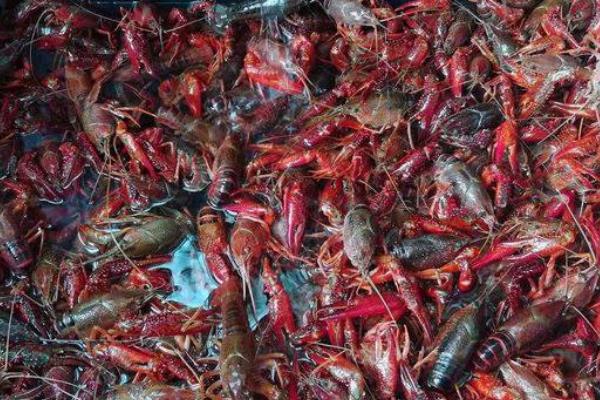 養蝦賺錢嗎 養蝦的利潤與成本分析