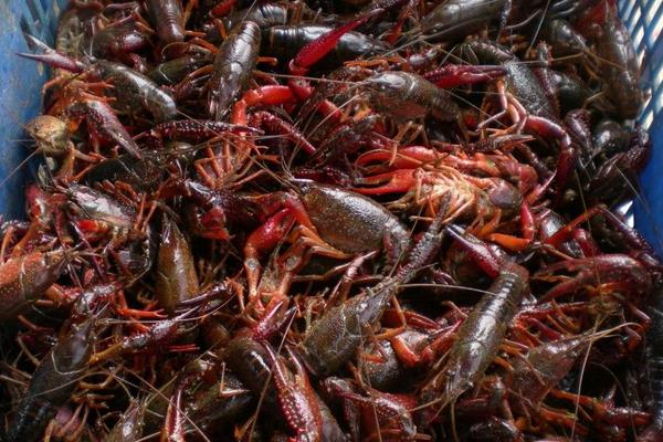 小龍蝦蝦苗培育技術 小龍蝦蝦苗在哪里買