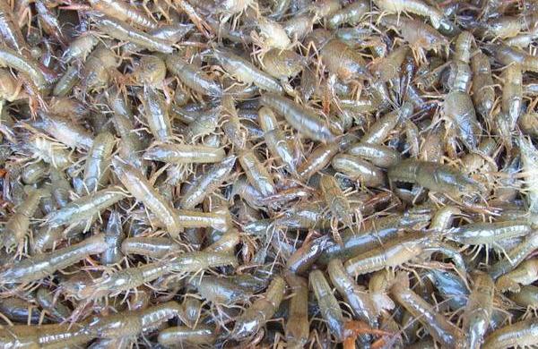 小龍蝦蝦苗培育技術 小龍蝦蝦苗在哪里買