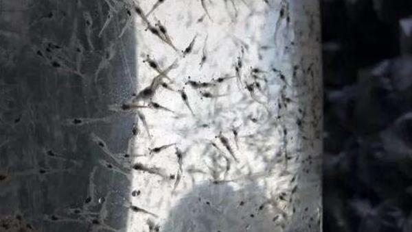 小龍蝦蝦苗培育技術 小龍蝦蝦苗在哪里買