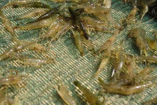 小龍蝦蝦苗培育技術 小龍蝦蝦苗在哪里買