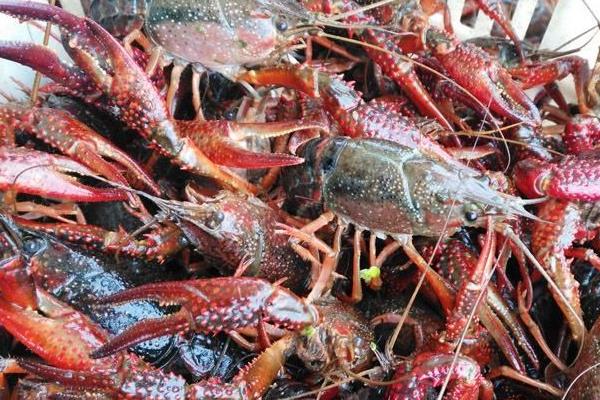 小龍蝦蝦苗培育技術 小龍蝦蝦苗在哪里買