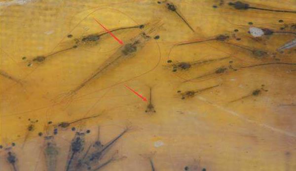 小龍蝦蝦苗培育技術 小龍蝦蝦苗在哪里買