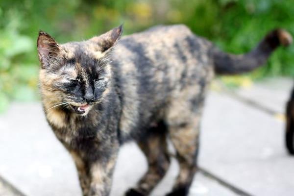 玳瑁貓市場價格多少錢一只 玳瑁貓有什么好寓意