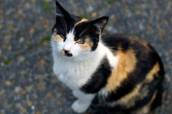 玳瑁貓市場價格多少錢一只 玳瑁貓有什么好寓意