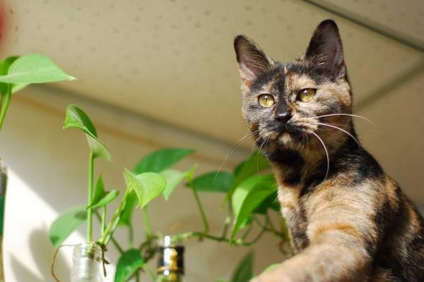 玳瑁貓市場價格多少錢一只 玳瑁貓有什么好寓意