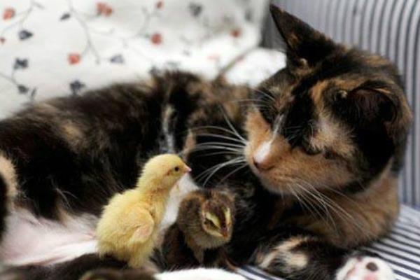 玳瑁貓市場價格多少錢一只 玳瑁貓有什么好寓意