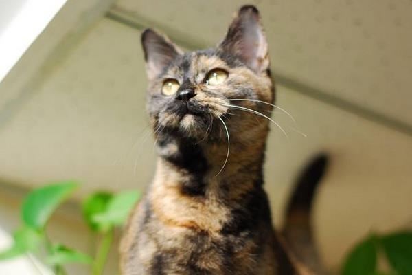 玳瑁貓市場價格多少錢一只 玳瑁貓有什么好寓意