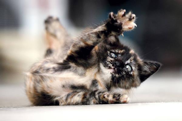 玳瑁貓市場價格多少錢一只 玳瑁貓有什么好寓意