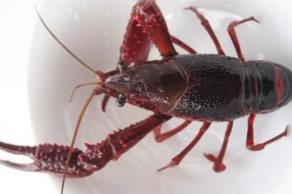 小龍蝦怎么清洗干凈 自己在家怎么做小龍蝦