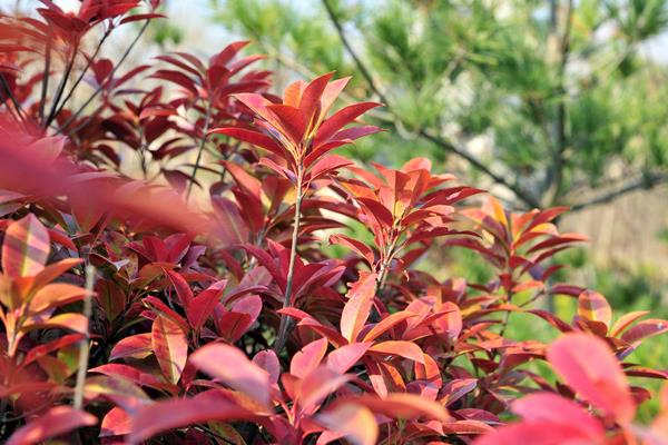 紅葉石楠扦插繁殖方法 紅葉石楠怎么修剪枝葉