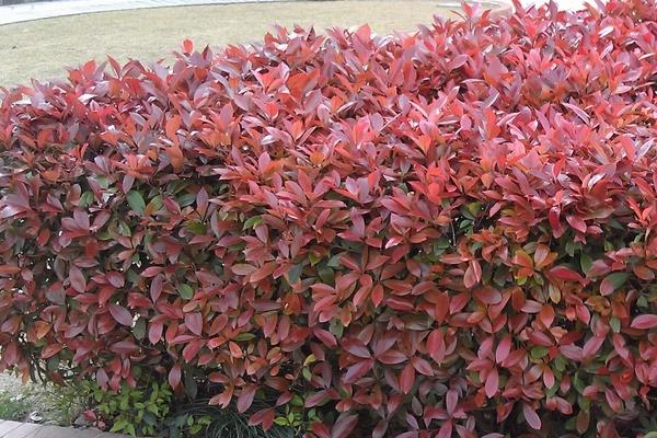 紅葉石楠市場價格多少錢一棵 紅葉石楠樹種養方法