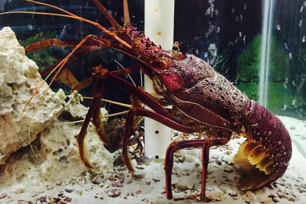 澳洲大龍蝦怎么殺 大龍蝦好吃嗎