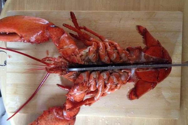 澳洲大龍蝦怎么殺 大龍蝦好吃嗎