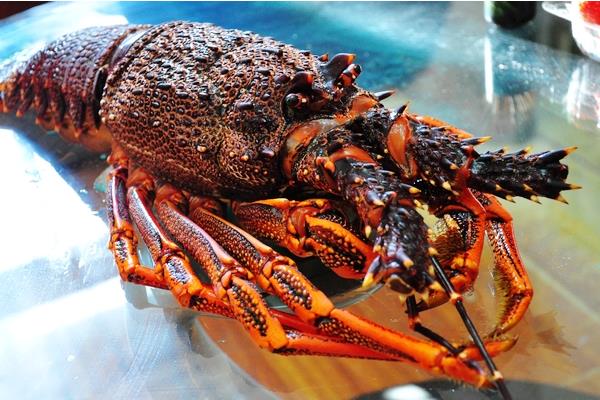 澳洲大龍蝦怎么殺 大龍蝦好吃嗎