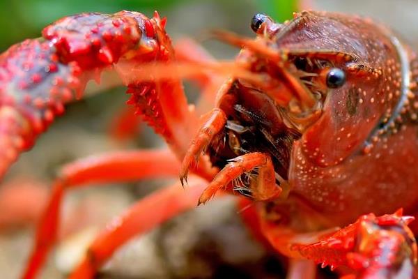 澳洲大龍蝦怎么殺 大龍蝦好吃嗎