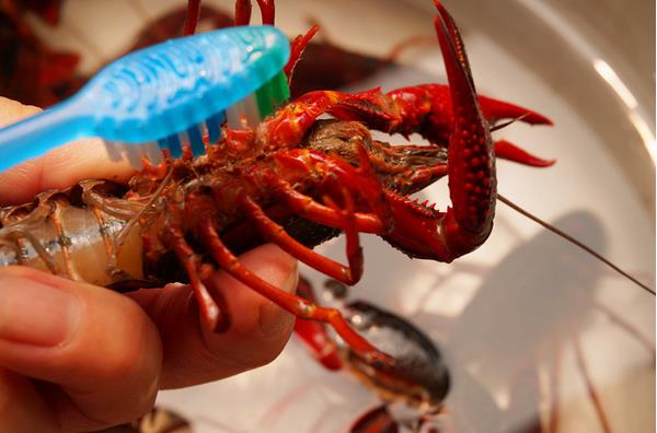 澳洲大龍蝦怎么殺 大龍蝦好吃嗎