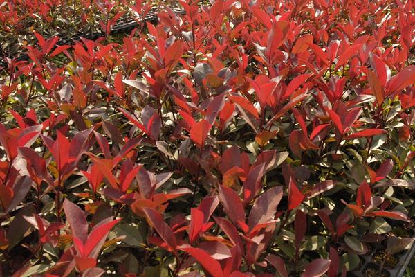 紅葉石楠扦插繁殖方法 紅葉石楠怎么修剪枝葉