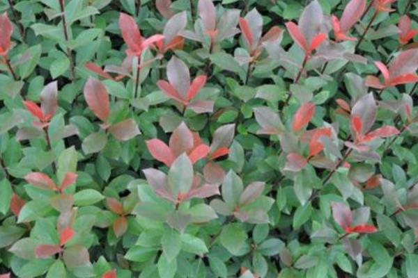 紅葉石楠扦插繁殖方法 紅葉石楠怎么修剪枝葉