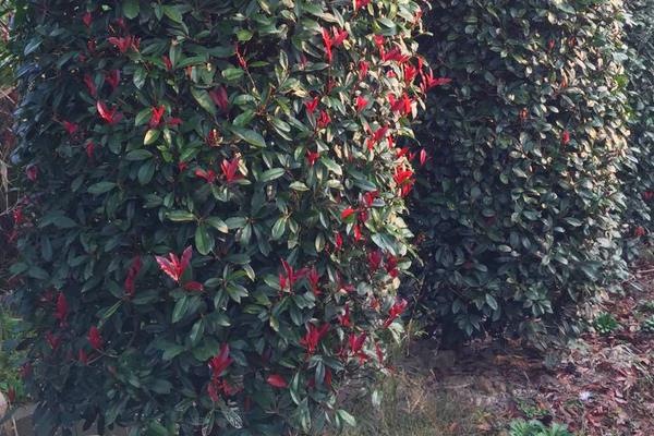 紅葉石楠扦插繁殖方法 紅葉石楠怎么修剪枝葉