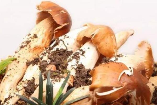 斗雞菇怎么種 斗雞菇種植技術與注意事項