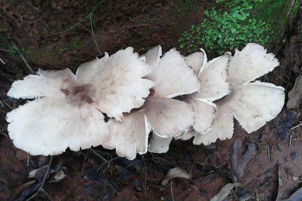 斗雞菇怎么種 斗雞菇種植技術與注意事項