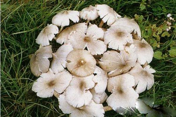 斗雞菇怎么種 斗雞菇種植技術與注意事項