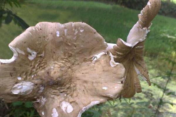 斗雞菇怎么種 斗雞菇種植技術與注意事項