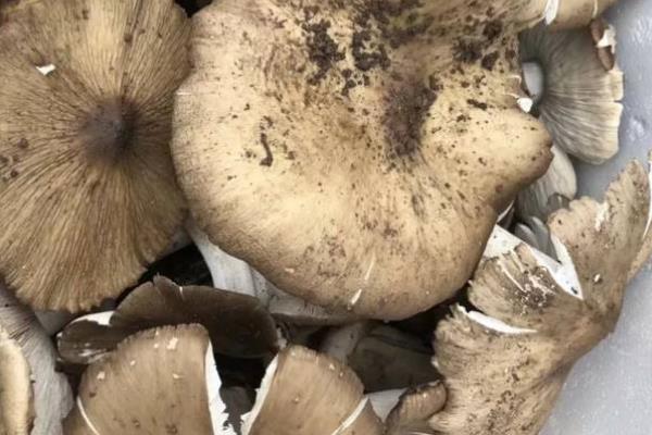 斗雞菇怎么種 斗雞菇種植技術與注意事項