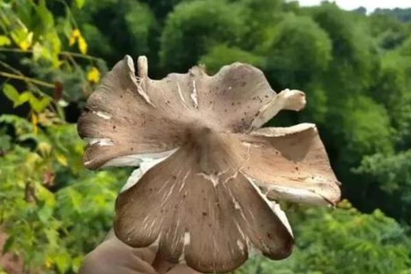 斗雞菇怎么做好吃又簡單 斗雞菇家常做法大全